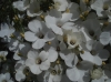 Linum suffruticosum L. subsp. differens (Pau) Rivas Goday & Rivas Mart.