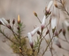 Linum suffruticosum L. subsp. suffruticosum Linum suffruticosum L. subsp. suffruticosum