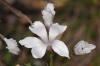 Linum (1 de 2)