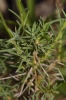 Linum (2 de 2)