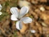 Linum suffruticosum 1/3 Linum suffruticosum 1/3