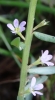 Lythrum hyssopifolia L.