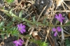Lythrum junceum Banks & Sol.