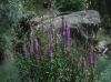 Lythrum salicaria L.