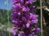 Lythrum salicaria L.