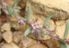 Lythrum thymifolia 4 de 5