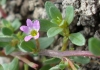 Lythrum tribracteatum 5 de 5