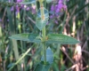 Lythrum salicaria L.