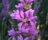 Lythrum salicaria L.