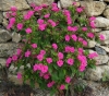 Mirabilis jalapa L. Mirabilis jalapa L.