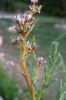 Myricaria germanica (L.) Desv.
