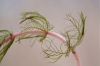 Myriophyllum spicatum ? 2 de 3