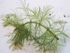 Myriophyllum verticillatum