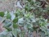 Myrtus communis L.