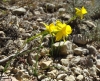 Narcissus assoanus Dufour subsp. assoanus