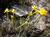 Narcissus assoanus Dufour subsp. assoanus