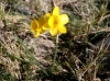 Narcissus assoanus Dufour subsp. assoanus