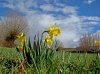 Narcissus confusus Pugsley