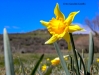 Narcissus confusus Pugsley