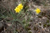 Narcissus assoanus Dufour