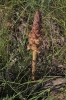 Orobanche 1 de 2