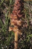 Orobanche 2 de 2