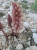 Orobanche