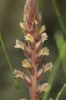 Orobanche