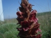 Orobanche