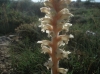 Orobanche