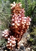 Orobanche