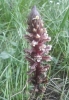 Orobanche