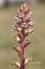 Orobanche alba Stephan ex Willd.