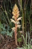 Orobanche amethystea Thuill.