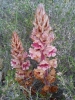 Orobanche austrohispanica ? 1 de 2