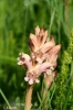 Orobanche caryophyllacea