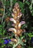 Orobanche cernua