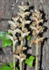 Orobanche clausonis