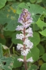 Orobanche crenata Forssk.