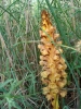 Orobanche elatior ? 3 de 4