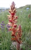 Orobanche gracilis ? 1/2