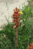 Orobanche gracilis ? 1 de 3