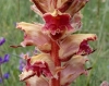 Orobanche gracilis ? 2/2