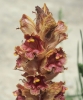 Orobanche gracilis ? 2 de 3