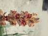 Orobanche gracilis ? 3 de 3