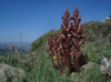 Orobanche gracilis ?