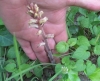 Orobanche hederae Vaucher ex Duby