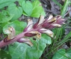 Orobanche hederae Vaucher ex Duby