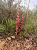 Orobanche latisquama (F.W.Schultz) Batt.