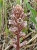 Orobanche minor ? 2/2